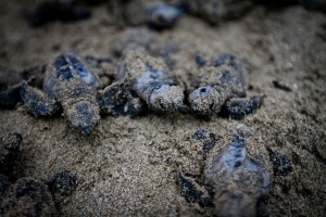 turtle hatching